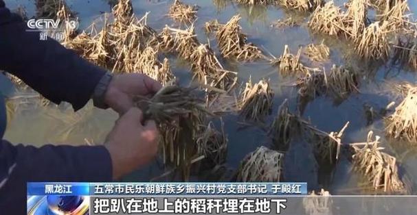 洪灾后的希望之路 黑龙江农产品收购的机遇与挑战