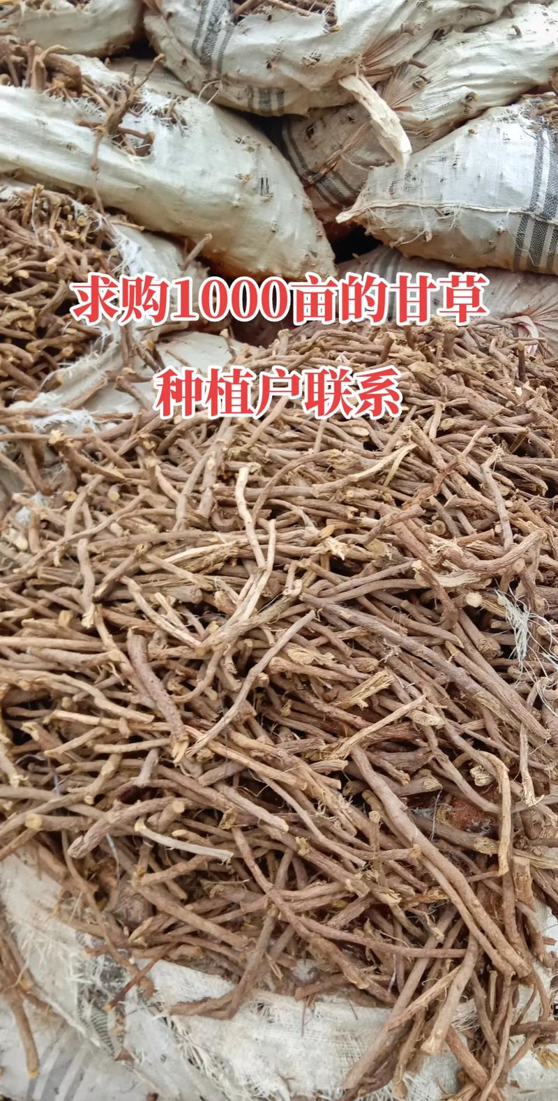 中药材收购热潮涌向新疆 一条抖音，如何连起田间药香与全国市场？