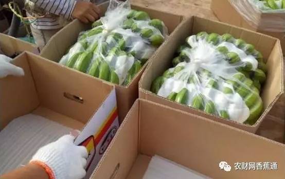 农产品收购链上的集体困境 种植户、收购商、纸箱厂都在诉苦