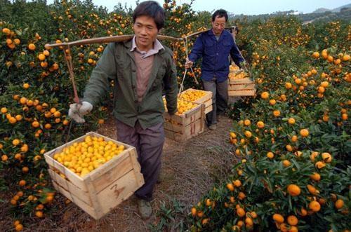 上亿斤蜜桔滞销十天内恐腐烂 助农突围，考验的不只是果农