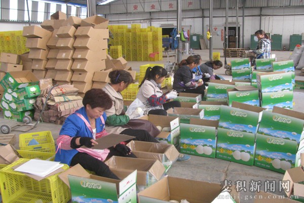 麦积区开展上市花牛苹果农产品质量安全监测 护航果农增收与消费安全