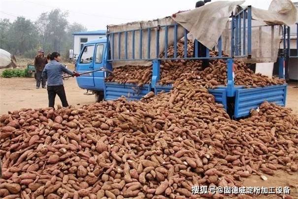 农业扶持政策、淀粉加工厂与农产品收购的可行性分析